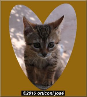 auribeau_sur_siagne-rue-chat