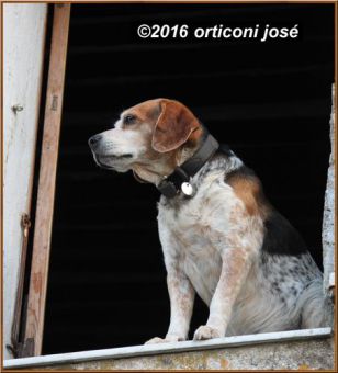 chien_à_la_fenêtre-auribeau-sur-scene