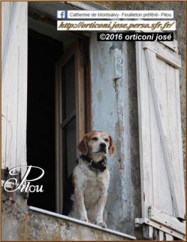 chien_à_la_fenêtre-auribeau